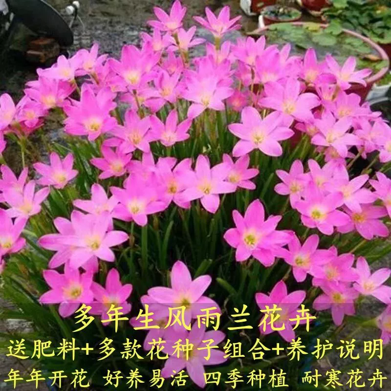 [Ветер и дождь орхидея лука цветет каждый год] лук-порей цветочные шарики