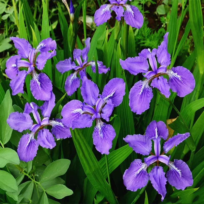 Саженцы синих ирисов, саженцы орхидей-бабочек, цветы-ласточки, растения для озеленения берегов рек, саженцы травы для ландшафтного дизайна сада, цветочные грядки.