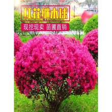 �t���^ľ��t����ľ�����Ϙ��辰ͥԺ�@�־G����������ľ����ֲ��