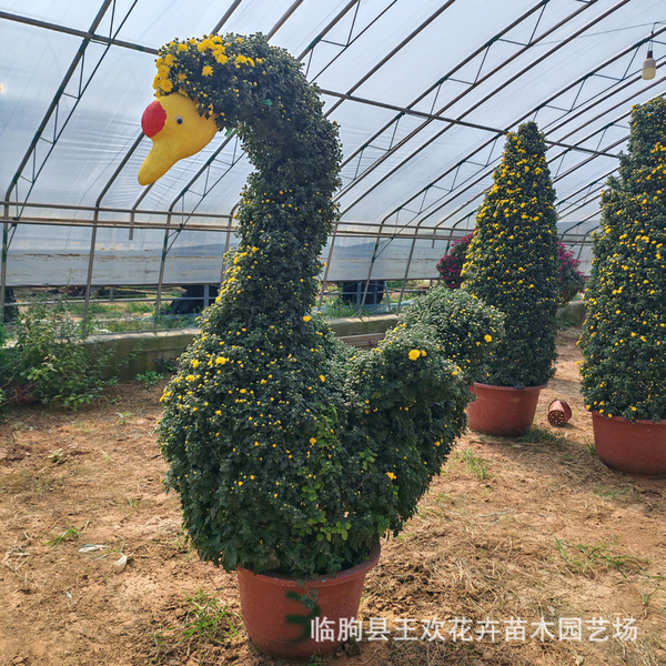 National Day chrysanthemum flowers National Day rental multi-head…