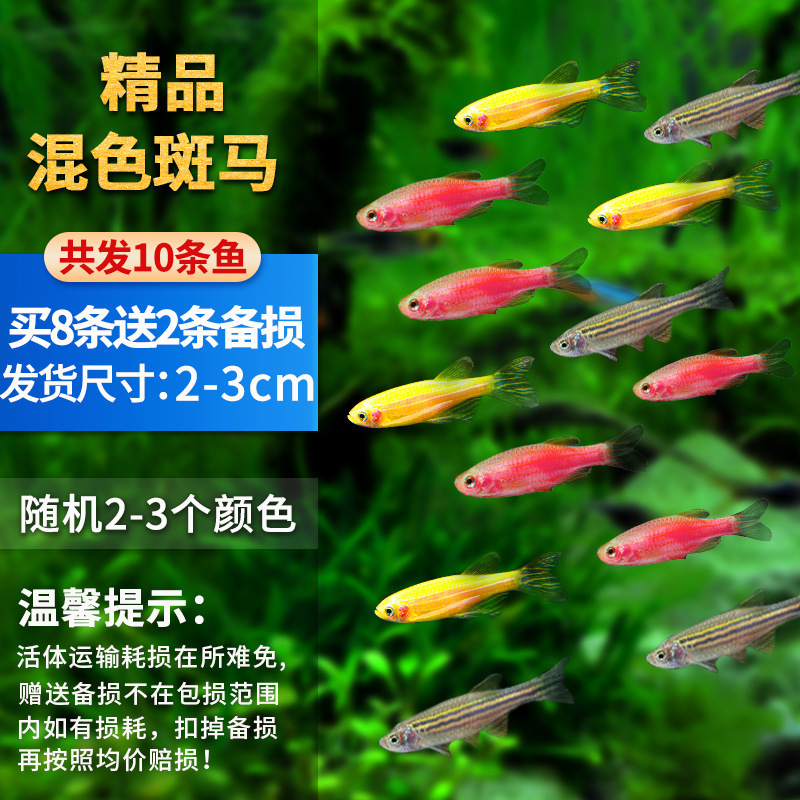 孔雀鱼精品小鱼缸观赏鱼好养耐活热带鱼活鱼天空蓝小型小鱼苗|undefined