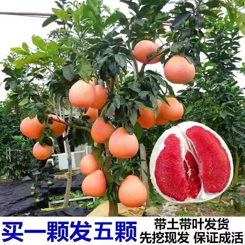 嫁接柚子苗红心三红蜜柚胡柚果树苗南方种植盆栽地栽当年结果庭院