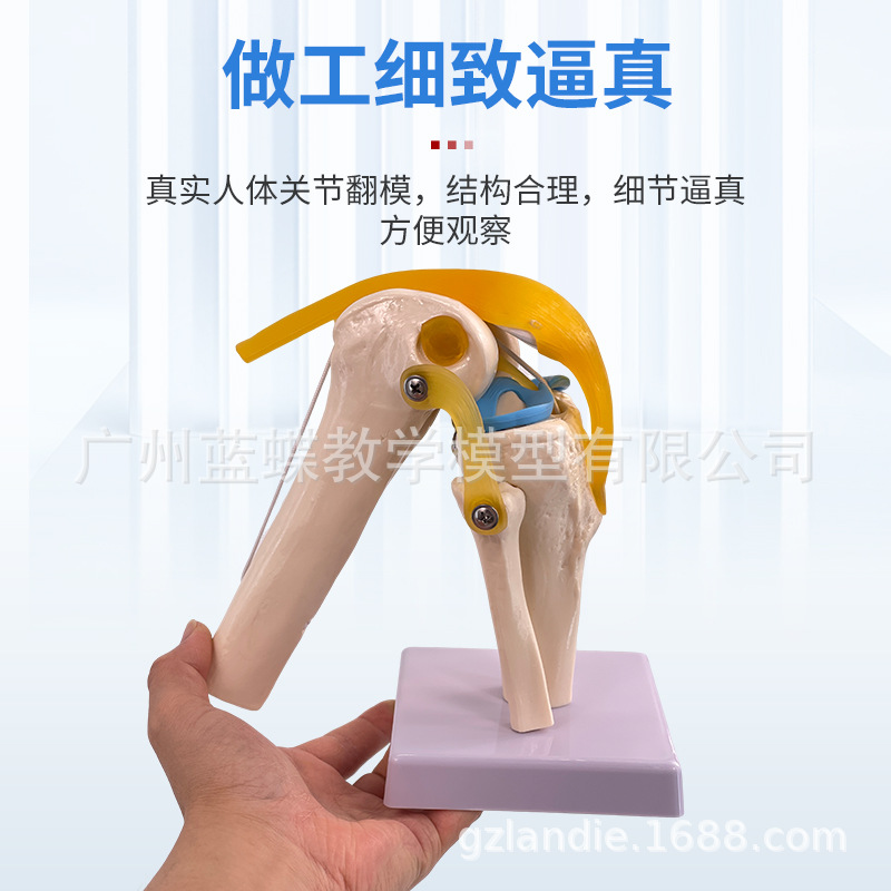 ��ѧ��������ؽڹ�����������׹Ǽ�ϥ�ؽ��ŹǿƸ��ʹ�ҽѧģ��