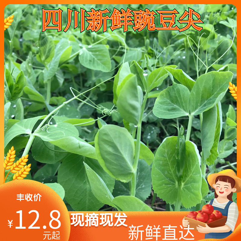 四川の特産品の新鮮な野菜のエンドウ豆の先のエンドウ豆の苗の3斤は郵便でスープを煮て鍋の季節の野菜を煮ます。|undefined
