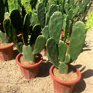 Cactus Potted Indoor Desktop Fun Ornaments Drought-Resistant Cactus Succulent Green Plants Purify the Air and Is Easy to Grow Florals