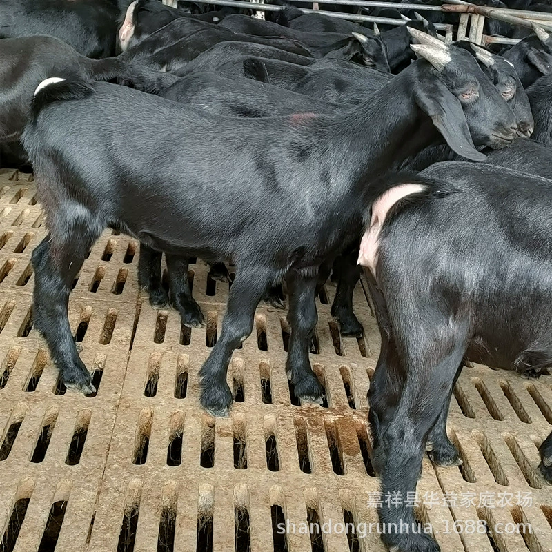 Производитель черного козла, разведение овец, беременных овец, овечьих ферм