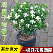 独杆小叶栀子花盆栽花卉四季开花带花苞大花浓香大颗好养植物室内