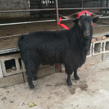 ��ɽ�򰲻����N�����Bֳ�� �����ɽ����w���Ƕ��� ��ɽ���Bֳ��