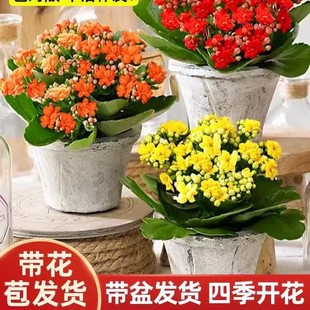 �ذ��L�ۻ����Դ󻨎������ļ��_���҃��׻���B�Gֲ���⻨��ֲ��