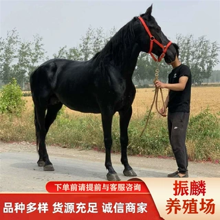 马匹养殖场厂家出售旅游马 骑乘马 伊犁马良种 阿拉伯马