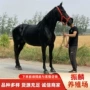 伊犁良种旅游阿拉伯马匹