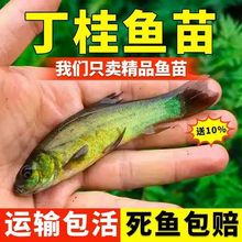 丁桂鱼苗批发耐活耐寒四川养殖食用丁岁生活鲜活淡水冷水邮到包邮