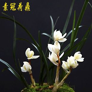��}�r���N���~ �m��������̨���ԝ����m��ɏ���m �عںɶ�