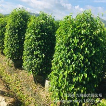 福建漳州批发垂叶榕 园林绿化行道树垂叶榕 柱形垂叶榕价格