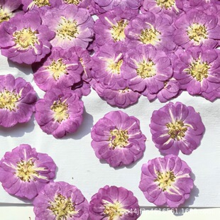 Wild Rose Dried Flower Embossed Flower Nail Art and Beauty Materials Natural Real Flower Plant Specimens Glue Handmade Materials