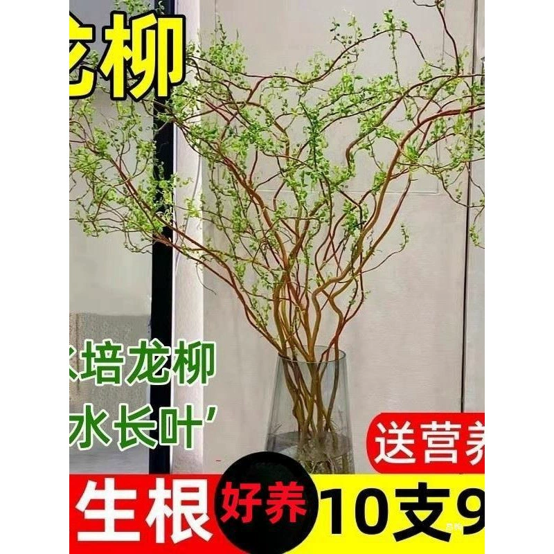 Свежесрезанные ветки драконьей ивы и счастливого бамбука для гидропоники в гостиной, модные зеленые растения и цветы, легко ухаживаемые комнатные растения в горшках, подходящие для сушеных веток и снежной ивы.