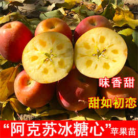 苹果树苗盆栽南方北方种植地栽冰糖心苹果苗活苗矮化果树当年结果