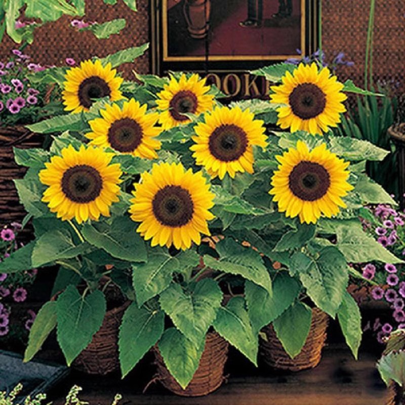 Semillas de flores, semillas de flores.