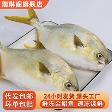 金鲳鱼新鲜冷冻特大鲳鳊鱼金昌鱼海鱼鲜活海捕平鱼海鲜水产批发