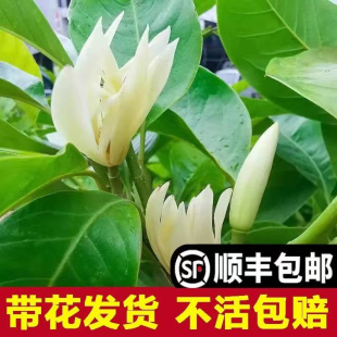 ���m�����m���绨��ֲ���҃�ͥԺ�Gֲ�׻�����ļ��_�S���m����