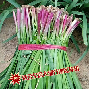 �����ϸ��²˷N�� �r��ˈ@�����̨�Nֲ�~Ƭ�����ϸ��²���