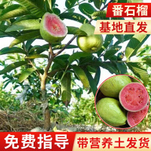 ��ʯ���������t��ʯ�҃�ͥԺ���Ե������鷬ʯ�����S�ҬF؛