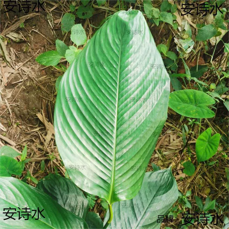 Guangxi rice dumpling leaf specialty, farm-produced fresh rice dumpling leaves, fresh winter leaves, rice dumpling leaves with rope