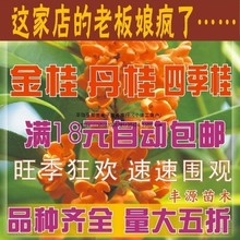 桂花树苗桂花苗金桂丹桂苗四季桂状元朱砂红血桂八月桂银桂花小苗