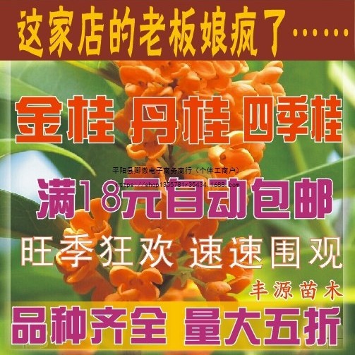 桂花树苗桂花苗金桂丹桂苗四季桂状元朱砂红血桂八月桂银桂花小苗