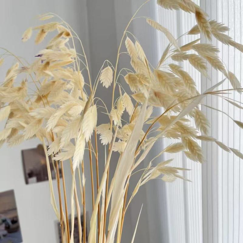 漂白小盤草プリザーブドフラワードライフラワー DIY 花材プリザーブドフラワーリアルブーケ家の装飾工場卸売クロスボーダー|undefined