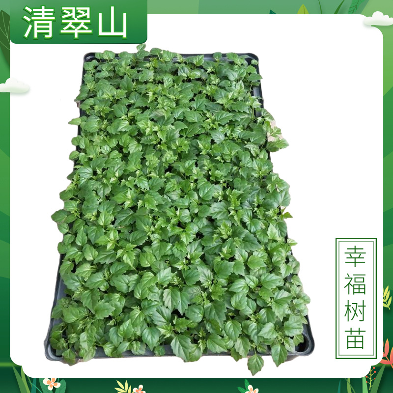 幸福树苗盆栽花卉室内桌面观叶植物小福贵绿植四季常青耐寒好养