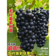 ޷јꖹõĺڹϱļNֲͥԺ޽