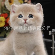 小猫活体出售宠物猫英短猫咪活体蓝金渐层猫幼猫紫金渐层猫咪活体