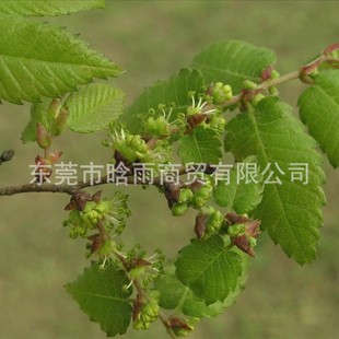 �Θ�N�� �t�ηN�� ���~�Θ�N�� ����Θ�N�� �߳�ѿ�����󃞻�