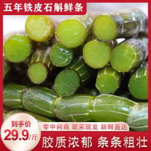 新鲜石斛条正宗云南铁皮石斛条500g品质保证现货