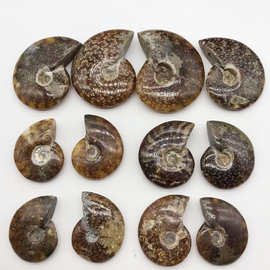 天然马达加斯加斑彩螺菊花石海螺古生物化石标本原石创意摆件