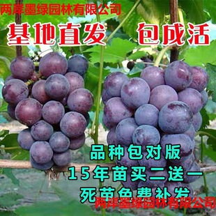 ���ј��m�ش�޷�����������ꖹ�õ�����ј��籱�Ϸ��Nֲ�������