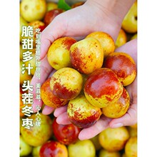 陕西冬枣5斤现摘新鲜水果应当季大枣脆甜青枣一整箱枣子包邮大荔