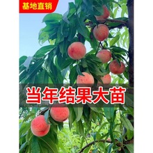 黄桃树苖桃树果苗嫁接苗冬桃油桃树果苗南方北方种植桃苗当年结果
