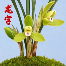 兰花春兰老八种室内盆栽花卉浓香兰花苗龙字万字阿里山包邮