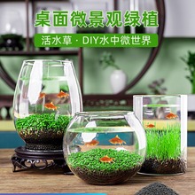 缸水培植物鱼缸水草种子籽懒人微景观生态瓶DIY生态鱼缸玻璃