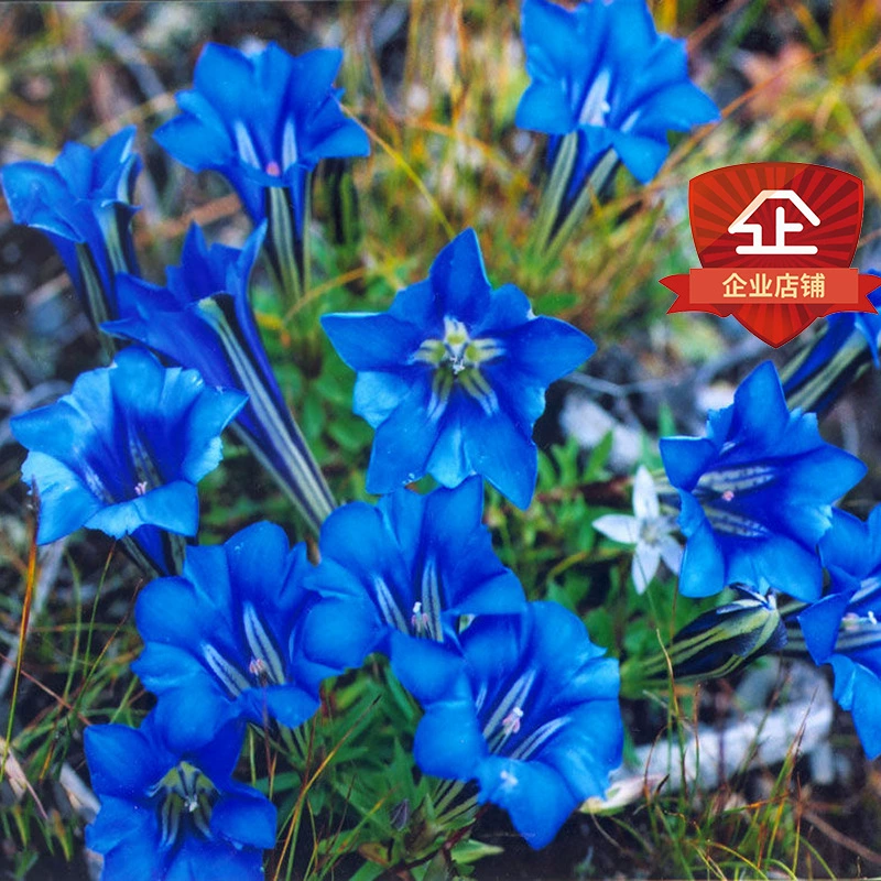 Горечавка горшечные растения Цветущие многолетние китайские травяные лекарственные растения семена рассады север и юг четыре сезона легкие цветы