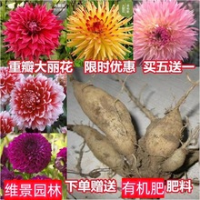 重瓣大丽花种球菊苗力巨型大理地瓜花球根种子籽庭院阳台盆栽地栽