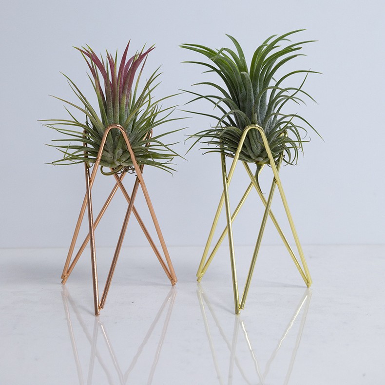 空气凤梨金属底座 支架 无土盆栽架