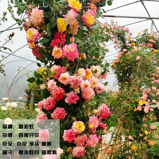批发藤本月季花蔷薇花浓香型爬藤植物庭院四季花卉盆栽玫瑰月季