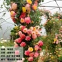 植物盆栽浓香型四季月季花