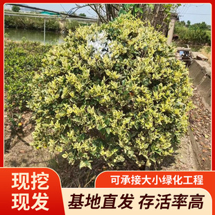 [Wholesale from the Base] Flower-Leaf Ligustrum Ball P50-180Cm High-Quality Roots with High Survival Rate Wholesale