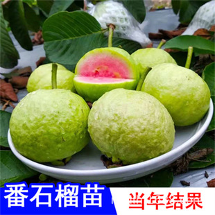 Carmine Red Guava Seedlings All Year Round Seedless Ruby ​​Guava Grafted Red Heart Guava Fruit Guava Sapling Potted Plant