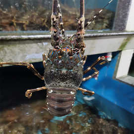 小青龙虾鲜活速冻大花龙冰鲜大海虾大青龙各种龙虾厂家直发