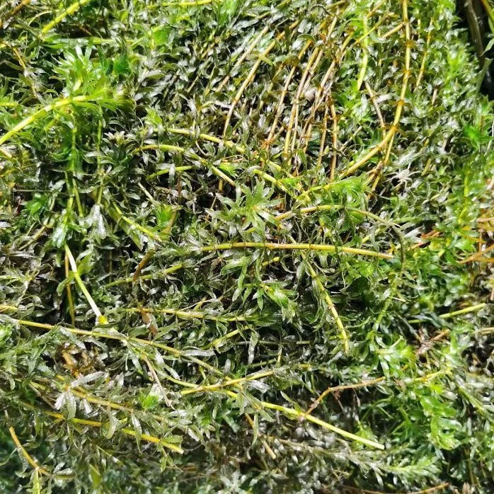 Большое количество оптовых черных водорослей, водорослей золотой рыбы, водорослей водных растений, очищающих качество воды